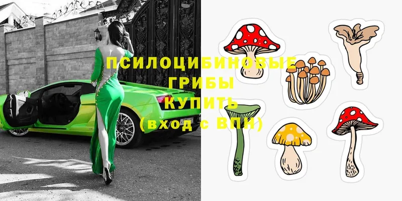 omg как войти  Новотроицк  Псилоцибиновые грибы Psilocybine cubensis 